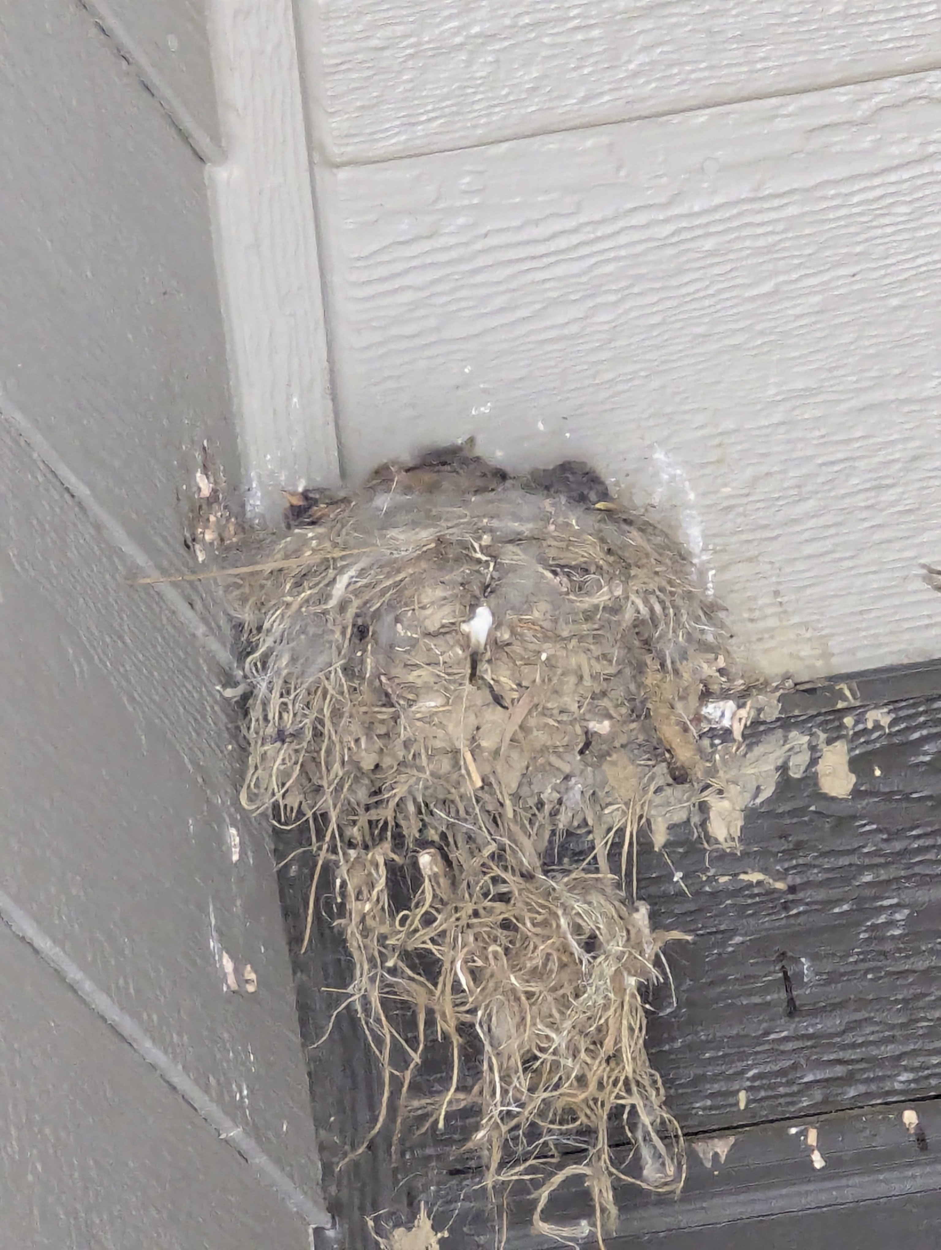 Say's Phoebe, Morrison, Colorado, baby bird